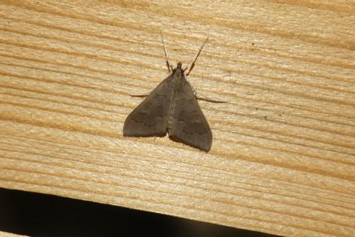 Réf. 191 058 : Mecyna asinalis